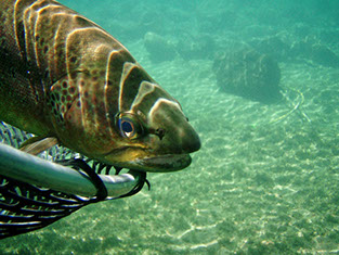 Bucking Rainbow Outfitters | Steamboat Springs, CO Argentina photo Gallery