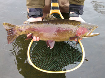 Bucking Rainbow Outfitters | Steamboat Springs, CO | fly fishing photo Gallery