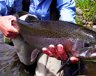 Bucking Rainbow Outfitters | Steamboat Springs, CO | fly fishing photo Gallery