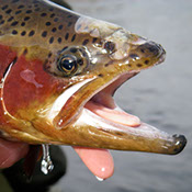 Bucking Rainbow Outfitters | Steamboat Springs, CO | fly fishing photo Gallery