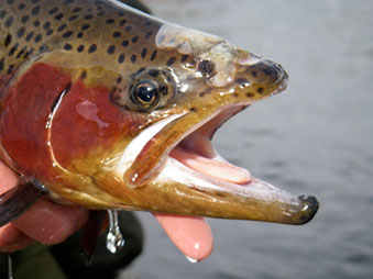 Bucking Rainbow Outfitters | Steamboat Springs, CO | fly fishing photo Gallery