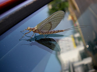Bucking Rainbow Outfitters | Steamboat Springs, CO | fly fishing photo Gallery