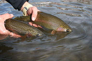 Bucking Rainbow Outfitters | Steamboat Springs, CO | fly fishing photo Gallery