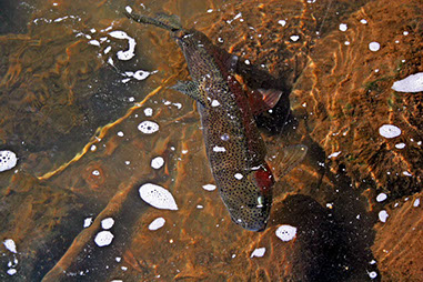 Bucking Rainbow Outfitters | Steamboat Springs, CO | fly fishing photo Gallery