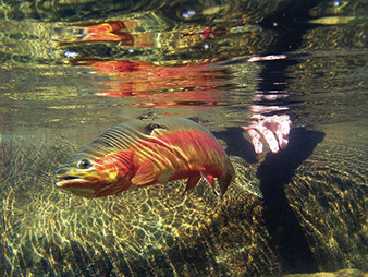 Bucking Rainbow Outfitters | Steamboat Springs, CO | fly fishing photo Gallery