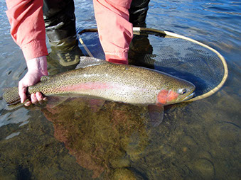 Bucking Rainbow Outfitters | Steamboat Springs, CO | fly fishing photo Gallery