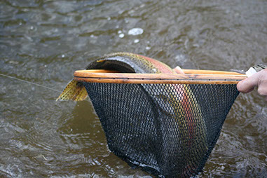 Bucking Rainbow Outfitters | Steamboat Springs, CO | fly fishing photo Gallery