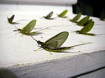 Bucking Rainbow Outfitters | Steamboat Springs, CO | fly fishing photo Gallery