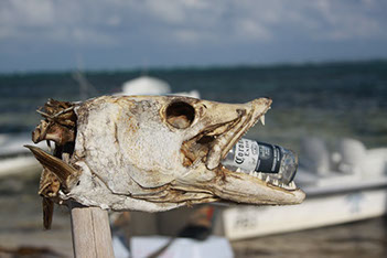 Bucking Rainbow Outfitters | Steamboat Springs, CO | Mexico fly fishing photo Gallery