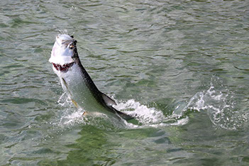 Bucking Rainbow Outfitters | Steamboat Springs, CO | Mexico fly fishing photo Gallery