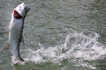 Bucking Rainbow Outfitters | Steamboat Springs, CO | Mexico fly fishing photo Gallery