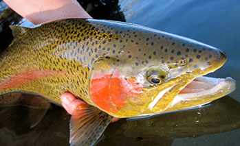 Bucking Rainbow Outfitters | Steamboat Springs, CO | fishing photos