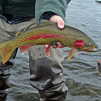 Bucking Rainbow Outfitters | Steamboat Springs, CO | trout photos