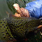 Bucking Rainbow Outfitters | Steamboat Springs, CO | fly fishing photo Gallery