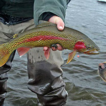 Bucking Rainbow Outfitters | Steamboat Springs, CO | trout photos